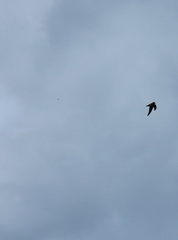 Aerodramus francicus