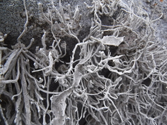 Roccellina hypomecha hypomecha