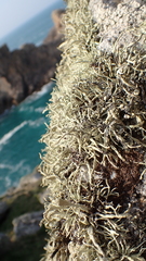 Ramalina siliquosa