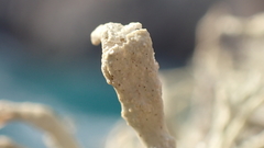 Ramalina siliquosa