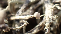 Ramalina siliquosa