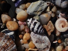 Engina zonalis
