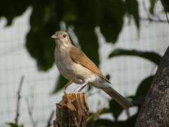 Turdus leucomelas