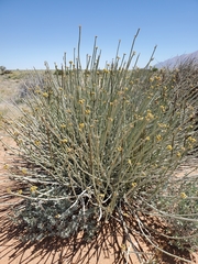 Euphorbia damarana