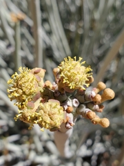 Euphorbia damarana