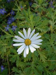 Argyranthemum hierrense