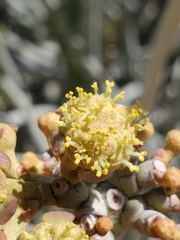 Euphorbia damarana