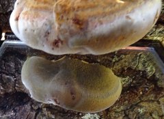Postia pelliculosa