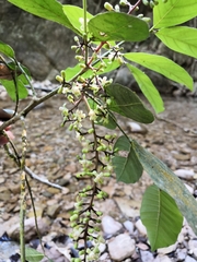 Guarea glabra excelsa