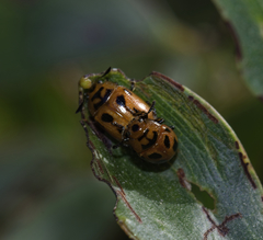 Calomela crassicornis