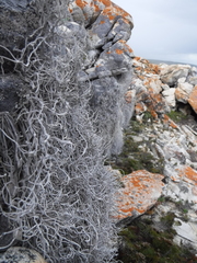 Roccellina hypomecha hypomecha