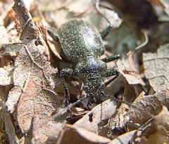 Calosoma inquisitor