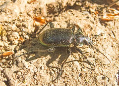 Calosoma inquisitor