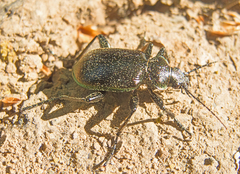 Calosoma inquisitor