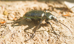 Calosoma inquisitor