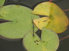 Paracercion calamorum