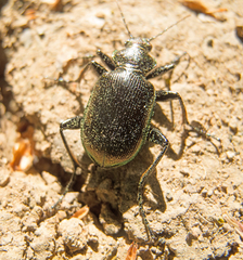 Calosoma inquisitor