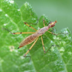 Micropeza stigmatica