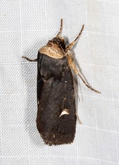 Proteuxoa testaceicollis