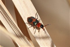 Collops quadrimaculatus