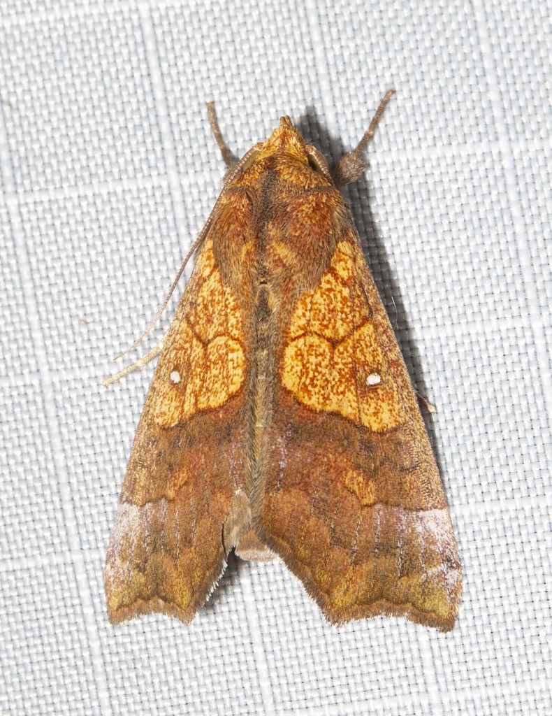 Anomini