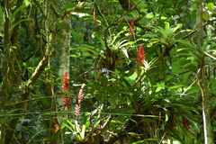 Vriesea ensiformis