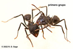 Acromyrmex lobicornis