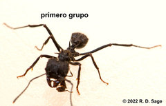 Acromyrmex lobicornis