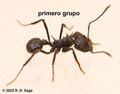 Acromyrmex lobicornis