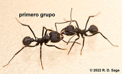 Acromyrmex lobicornis
