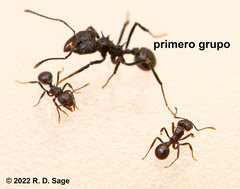 Acromyrmex lobicornis