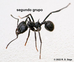 Acromyrmex lobicornis