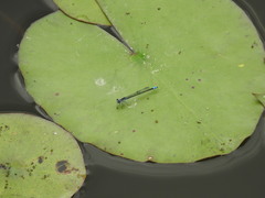 Paracercion calamorum