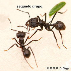 Acromyrmex lobicornis