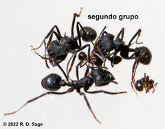 Acromyrmex lobicornis