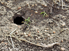 Acromyrmex lobicornis