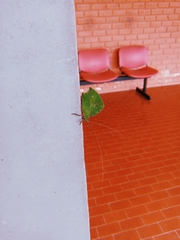 Typophyllum mortuifolium