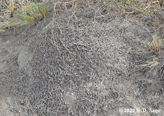 Acromyrmex lobicornis