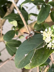 Monoceromyia floridensis