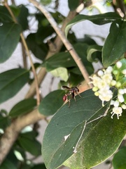 Monoceromyia floridensis