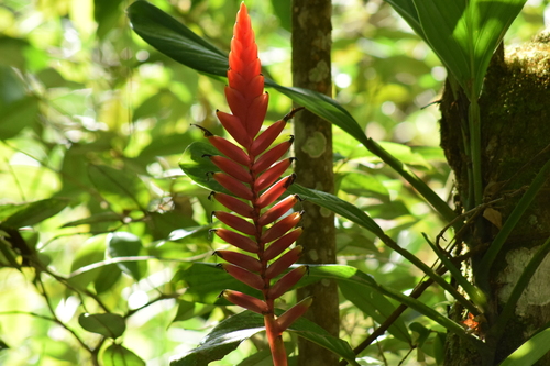 Image of Flaming sword by (c) Cajá-manga, some rights reserved (CC BY)