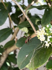 Monoceromyia floridensis