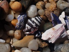 Engina zonalis