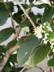 Monoceromyia floridensis