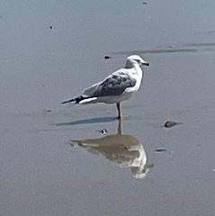 Larus californicus