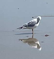 Larus californicus
