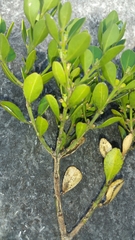 Buxus cipolinica