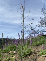 Sairocarpus coulterianus