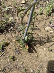 Sairocarpus coulterianus