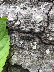 Chrysobothris femorata